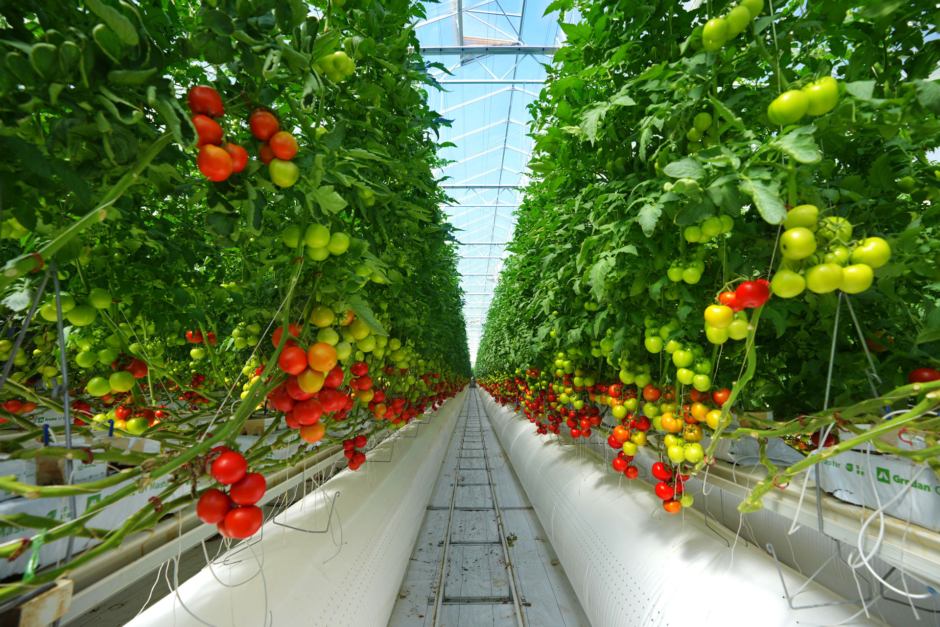 Pure Harvest Smart Farms Makes Three Senior Appointments  as Next Phase of International Growth Beckons